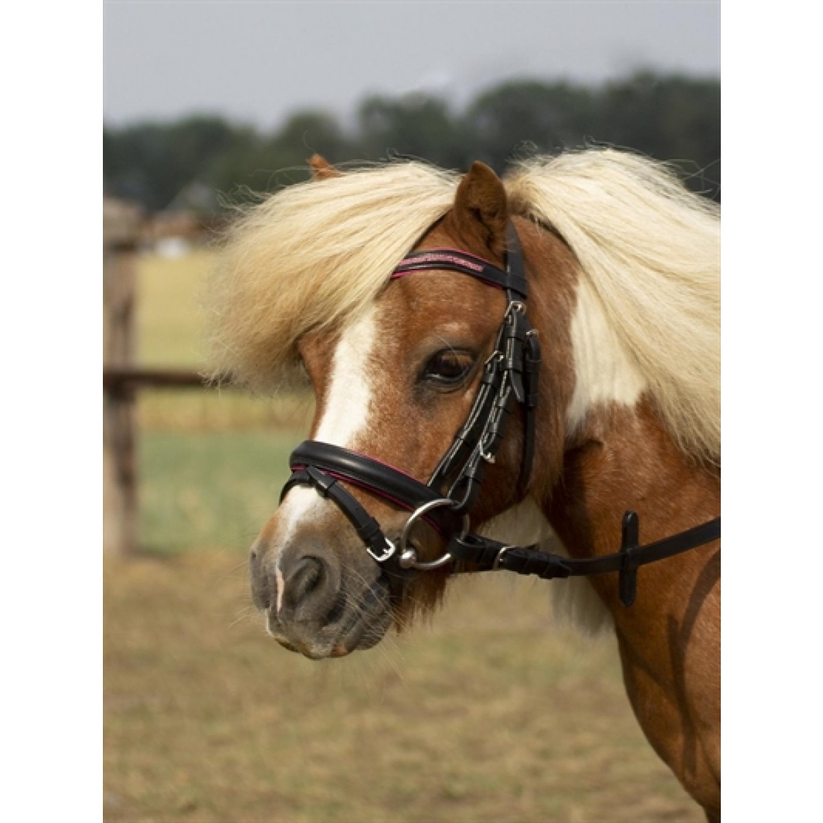 Busse Shetlands Trense Sort