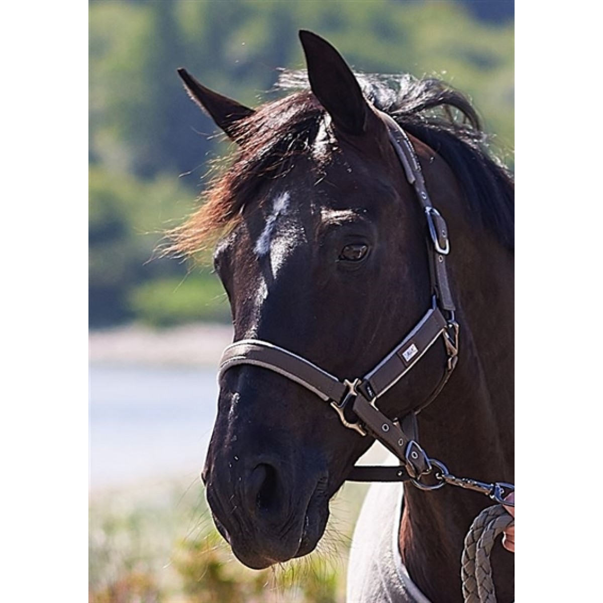 Rider by Horse Platinum Air1 Grime
