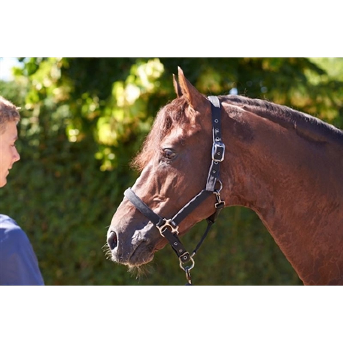 Rider by Horse Breakaway Grime