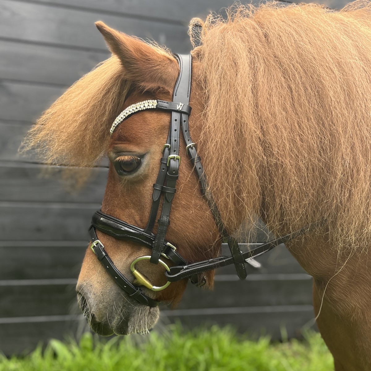 By Weber Shetlands Trense Glory
