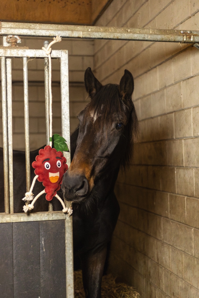 Billede af Heste legetøj Hindbær